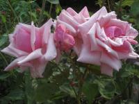 Rosa (Růže 'La France')