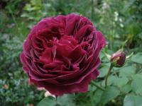 Rosa (Růže 'William Shakespeare 2000' - Anglické růže)