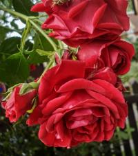Rosa (Růže 'Sympathie')