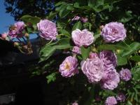 Rosa    'Parník Liptov'  Rose flowers