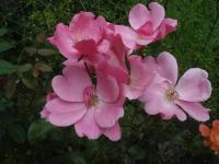 Rosa (Růže 'Bety Prior' - Mnohokvěté růže)