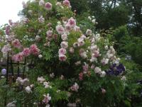 Rosa (Růže 'Edmond Proust')