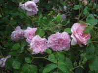 Rosa (Růže 'May Queen')