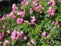 Rosa (Růže 'Dorothy Perkins')