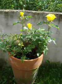 Rosa (Růže 'Bright Smile' - pěstování v květináči)