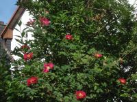 Rosa rugosa (Růže svraskalá 'Red Rugostar')