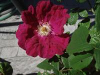 Rosa rugosa (Růže svraskalá 'Carmen')