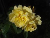 Rosa rugosa (Růže svraskalá 'Gelbe Dagmar Hastrup')