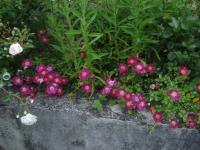 Rosa (Růže 'Ckollo' - Pokryvné růže)