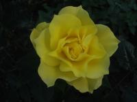 Rosa (Růže 'Bright Smile' - Mnohokvěté růže)