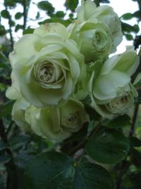 Rosa (Růže 'Lovely Green' - Mnohokvěté růže)