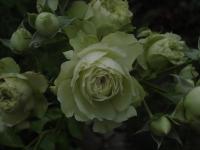 Rosa (Růže 'Lovely Green' - Mnohokvěté růže)