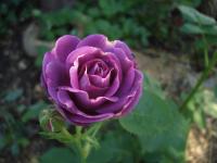 Rosa (Růže 'Minerva' - Mnohokvěté růže)