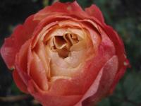 Rosa (Růže 'Queen of Hearts' - Mnohokvěté růže)