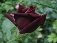 Rosa (Růže 'Josef Klimeš' - Sadové růže)