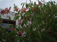 Rosa (Růže 'Plaisanterie' - Sadové růže)