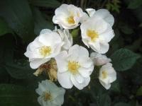 Rosa (Růže 'Vierge Folle' - Sadové růže)