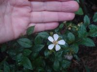 Rosa (Růže 'Sedmikráska' - Skalkové růže)