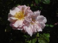 Rosa (Růže 'Clair Matin' - Pnoucí růže)