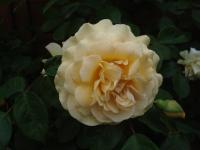 Rosa (Růže 'Ghislaine de Féligonde' - Pnoucí růže)