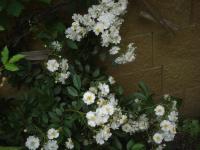 Rosa (Růže 'Guirlande d'Amour')