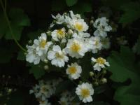 Rosa (Růže 'Guirlande d'Amour')