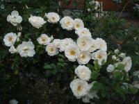 Rosa (Růže 'Hella' - Pnoucí růže)