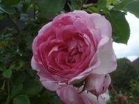 Rosa (Růže 'Jasmina' - Pnoucí růže)
