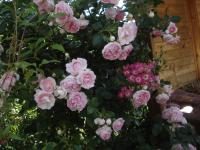 Rosa (Růže 'Jasmina' - Pnoucí růže)