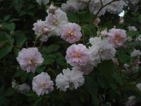 Rosa (Růže 'Paul's Himalayan Musk' - Pnoucí růže)