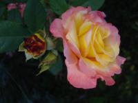 Rosa (Růže 'Aquarell' - Velkokvěté růže)