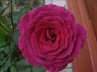 Rosa (Růže 'Big Purple' - Velkokvěté růže)