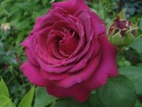 Rosa (Růže 'Big Purple' - Velkokvěté růže)