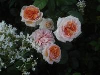 Rosa (Růže 'Chippendale' - Velkokvěté růže)
