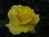 Rosa (Růže 'Landora' - Velkokvěté růže)