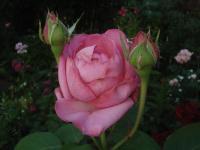 Rosa (Růže 'Mon Petit Chou' - Velkokvěté růže)
