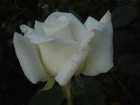 Rosa (Růže 'Papež Jan Pavel II' - Velkokvěté růže)