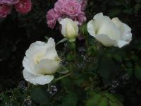 Rosa (Růže 'Papež Jan Pavel II' - Velkokvěté růže)