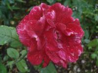 Rosa (Růže 'Silesia' - Velkokvěté růže)
