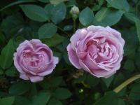 Rosa (Růže 'Hermosa')