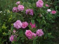 Rosa x damascena (Růže damascénská 'Rose du Roi')