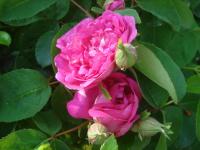 Rosa x damascena (Růže damascénská 'Rose du Roi')