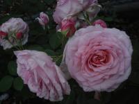Rosa (Růže 'James Galway' - Anglické růže)