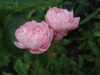 Rosa (Růže 'Amáde László' - Mnohokvěté růže)