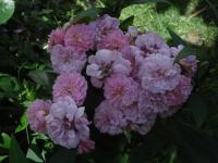 Rosa (Růže 'Gizike' - Skalkové růže)