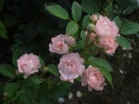 Rosa (Růže 'Prof Dr Blaskovics' - Skalkové růže)