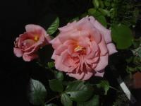 Rosa (Růže 'Dagmar Clarová' - Sadové růže)