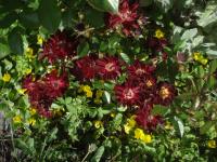 Rosa (Růže 'Györy Mama' - Skalkové růže)