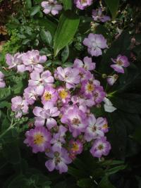 Rosa (Růže 'Jaroslav Ježek' - Mnohokvěté růže)