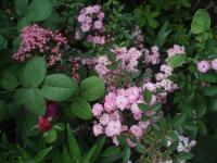 Rosa (Růže 'Lakatos Demeter' - Skalkové růže)